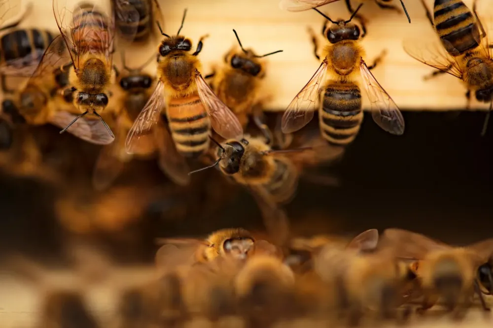 abeilles