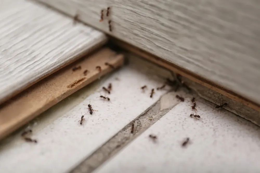 fourmis