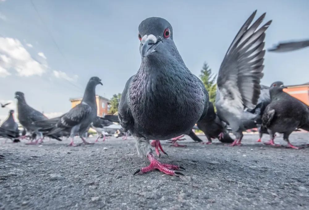 Dépigeonnage à Arcomps